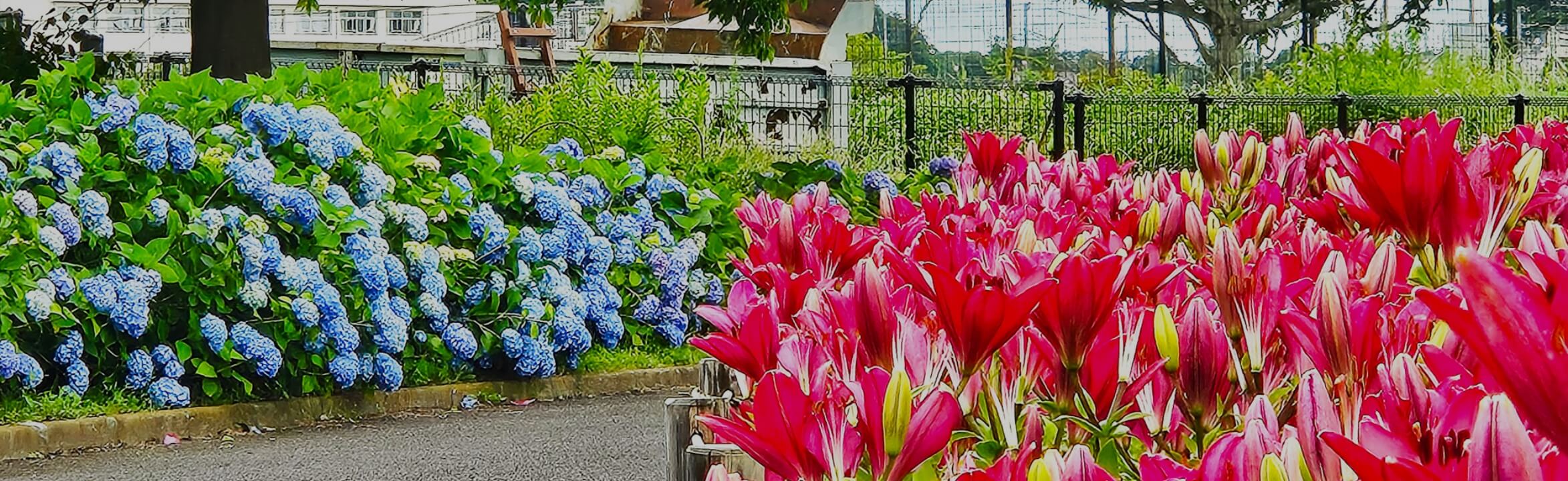 公園散策マップ