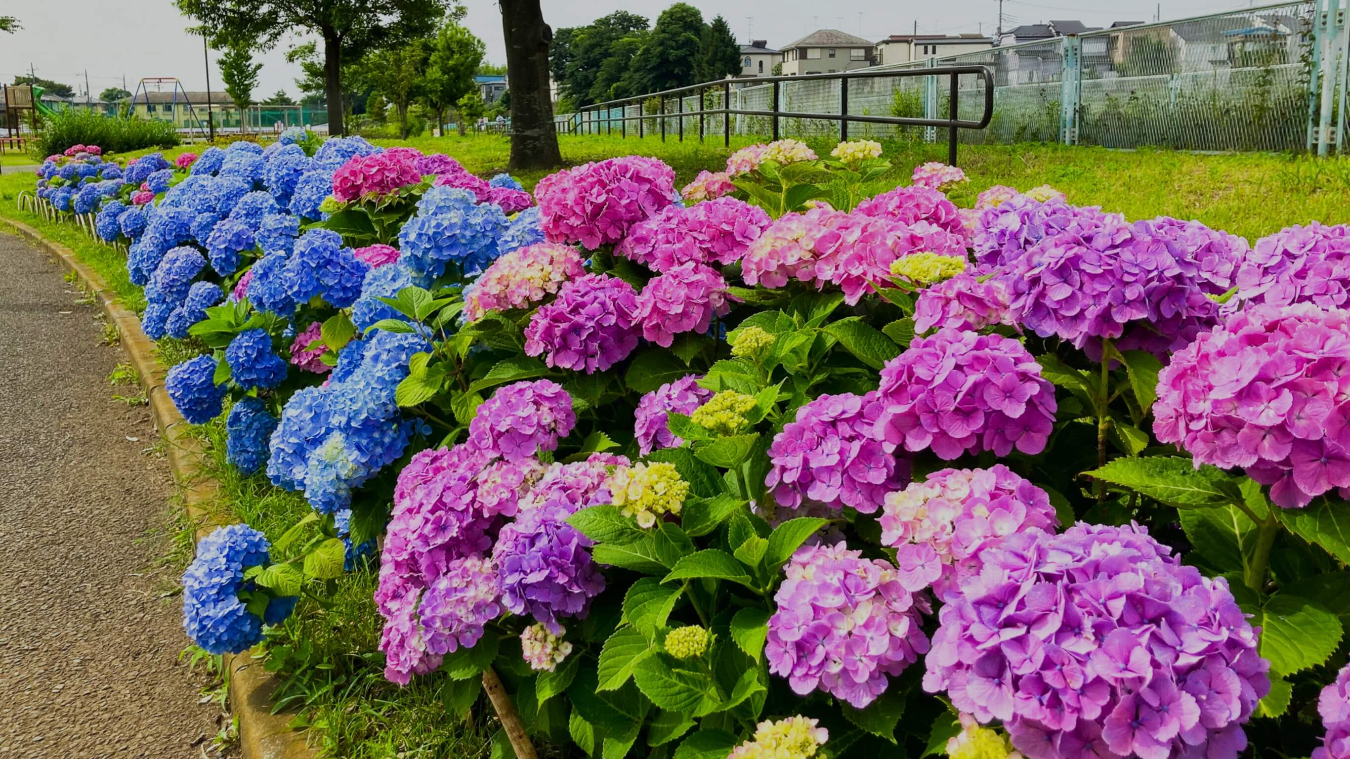 瀬谷本郷公園