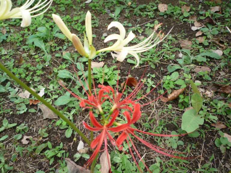🍁🍂 秋らしくなってきました 🍁🍂