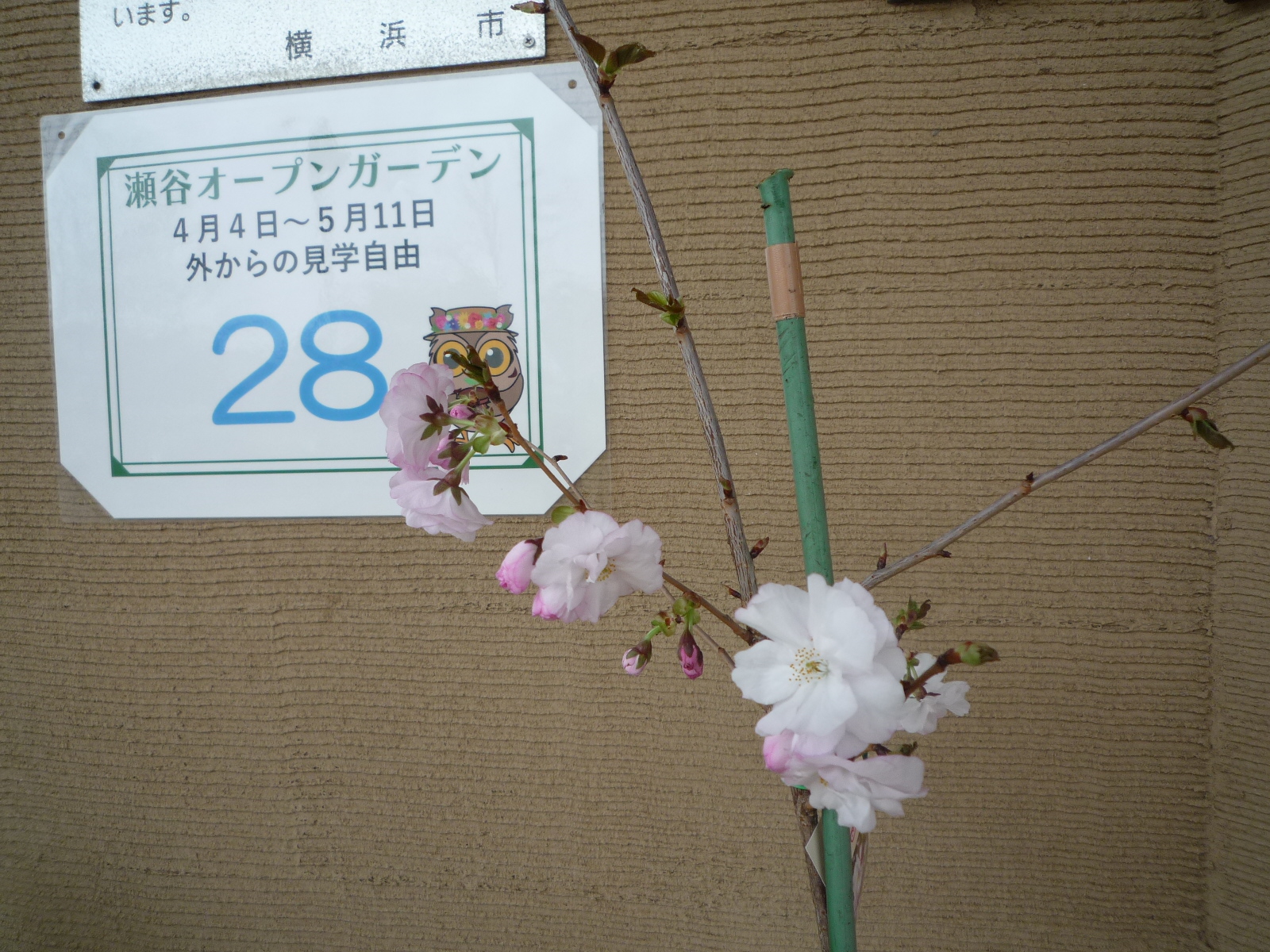 リセ　玉樹桜　SP サイン SP 八奈見杏奈(サイン入り) 買取 | 負けヒロインが多すぎる