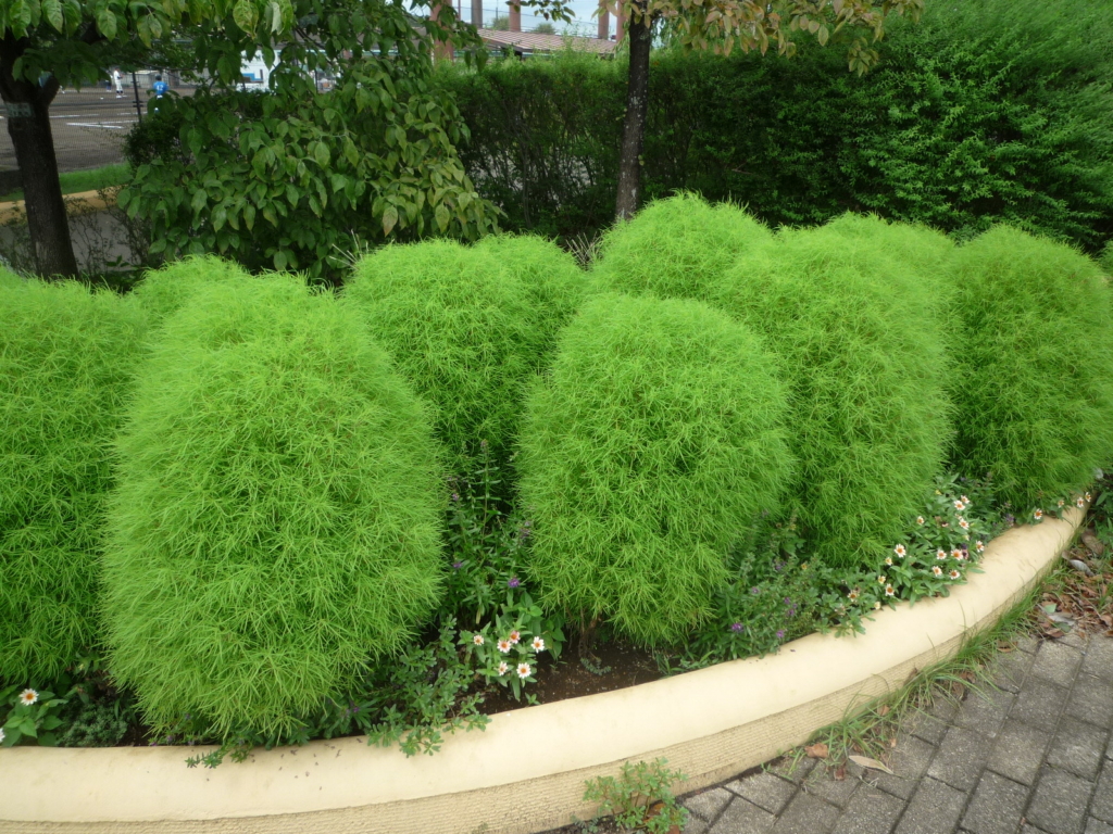 🌳🌳🌳 コキアが野球口に出没!! 🌳🌳🌳