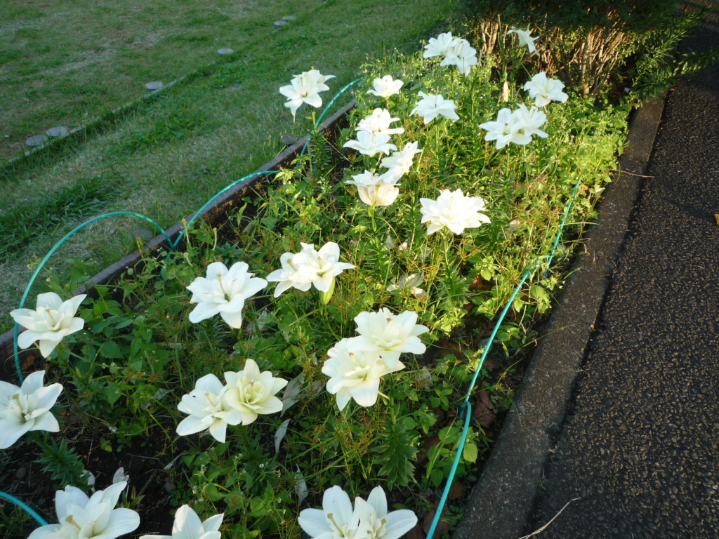 🌺🌺彡　アイスユリが見頃になってきました！　🌺🌺☆彡　　　　　　　　　　　　　　　　　　　　　　　　　　　　　