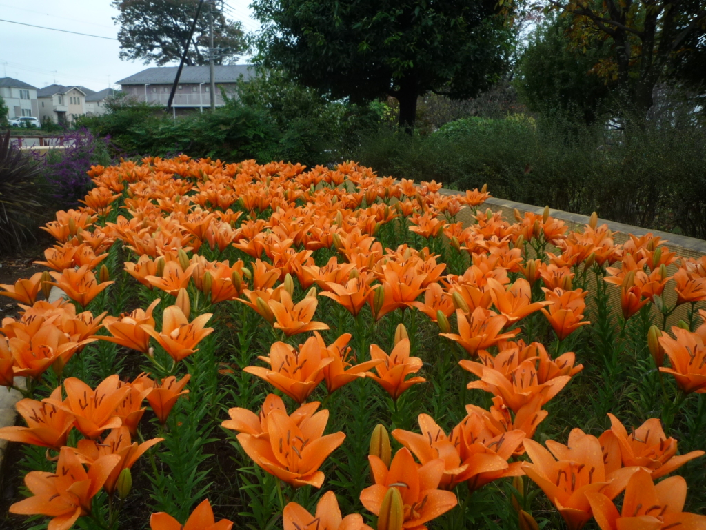 🌺🌺彡　アイスユリが９分咲きです！　🌺🌺☆彡　　　　　　　　　　　　　　　　　　　　　　　　　　　　　
