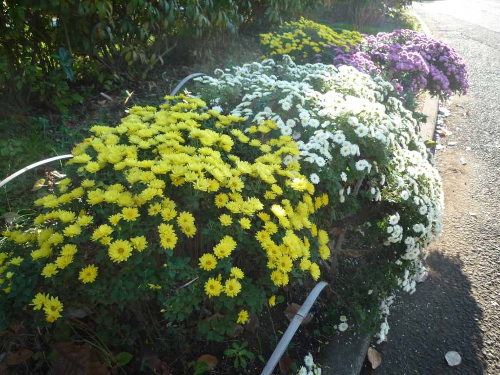 🌺🌼🌺彡　ざる菊がひっそりと・・・　🌺🌼🌺☆彡　　　　　　　　　　　　　　　　　　　　　　　　　　　　　