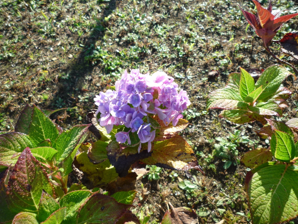 🍃彡🍃彡🍃彡　晩秋にアジサイが・・・　🍃彡🍃彡🍃彡　　　　　　　　　　　　　　　　　　　　　　　　　　　　　