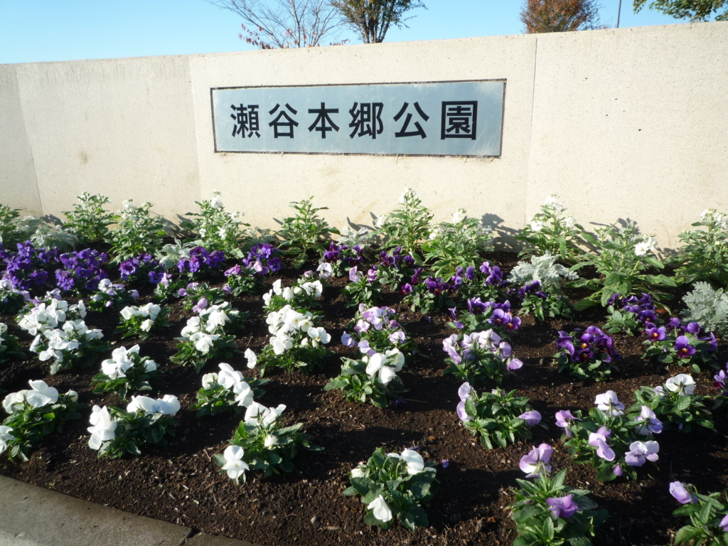 🍃🍃🍃彡　晩秋の瀬谷本郷公園の花壇は色鮮やか！　🍃🍃🍃彡　　　　　　　　　　　　　　　　　　　　　　　　　　　　　
