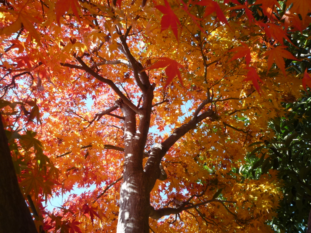 🍃🍃彡　小さい秋！見つけた！　🍃🍃彡　　　　　　　　　　　　　　　　　　　　　　　　　　　　　