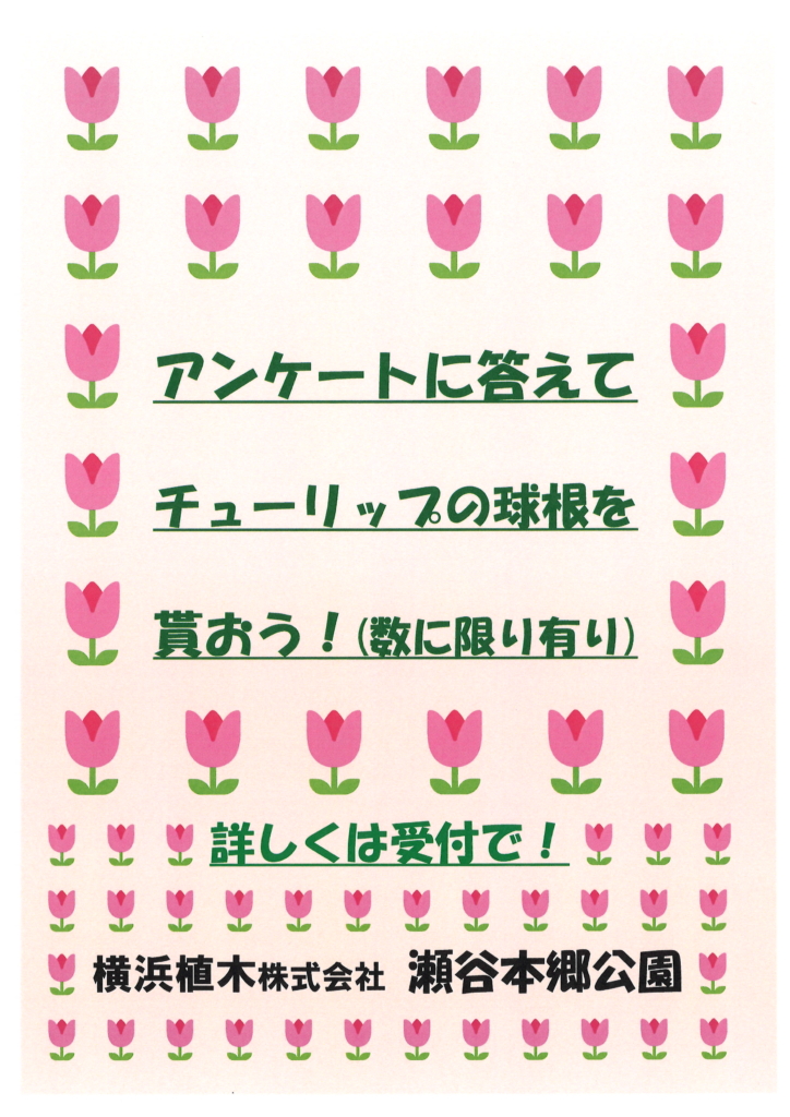 🌷🌷🌷　チューリップ球根プレゼント！　🌷🌷🌷　　　　　　　　　　　　　　　　　　　　　　　　　　　　　