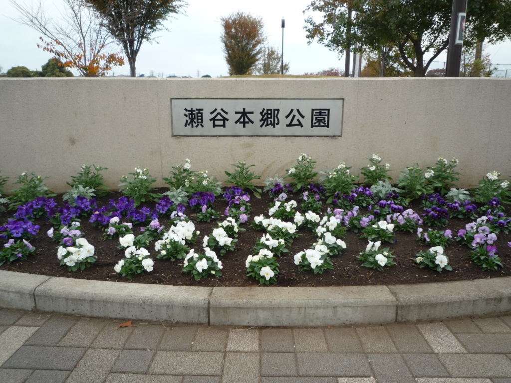 🌼🌻🌷　冬でも、本郷公園の花壇は元気です！　🍃🍃彡　　　　　　　　　　　　　　　　　　　　　　　　　　　　　
