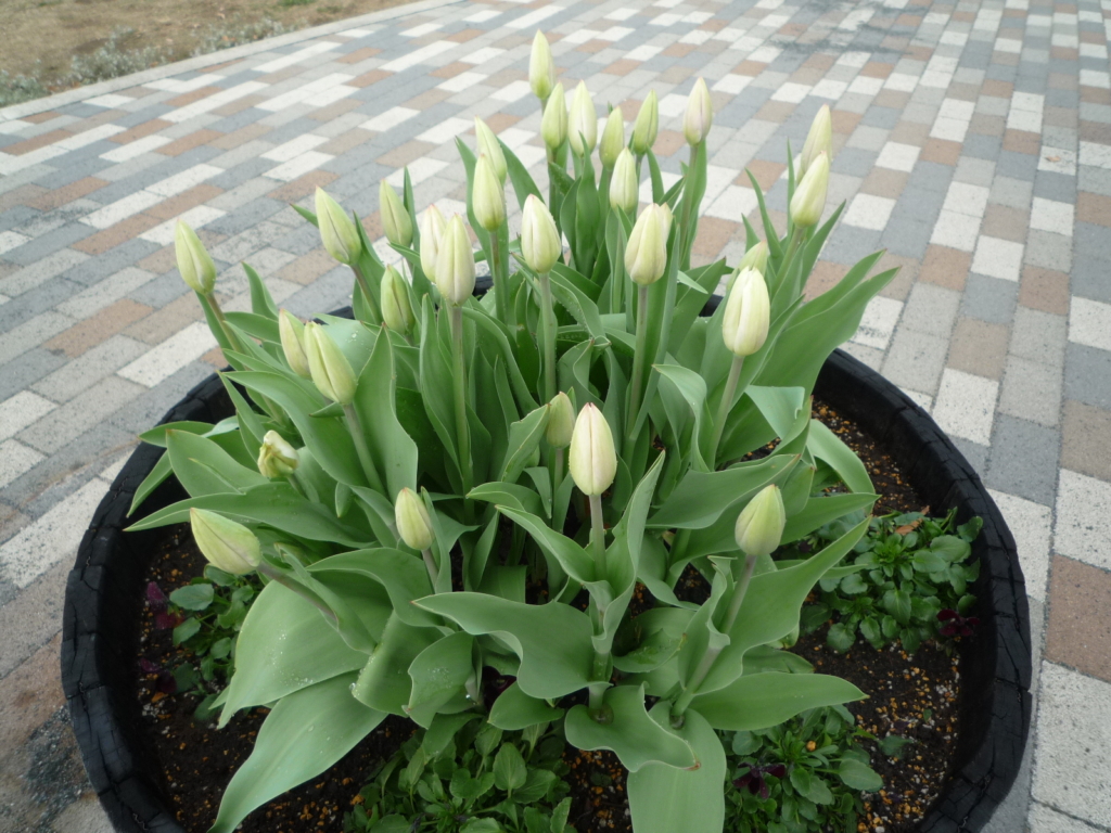 🌷🌷🌷　そろそろ．．．アイスチューリップが見頃に！！　🌷🌷🌷　　　　　　　　　　　　　　　　　　　　　　　　　　　　　