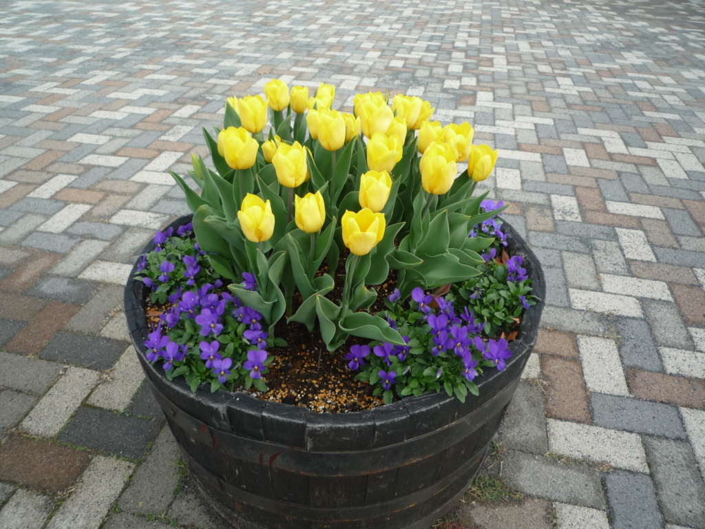 🌼🌷🌺　瀬谷本郷公園は冬でも鮮やかです！　🌺🌼🌷　　　　　　　　　　　　　　　　　　　　　　　　　　　　　