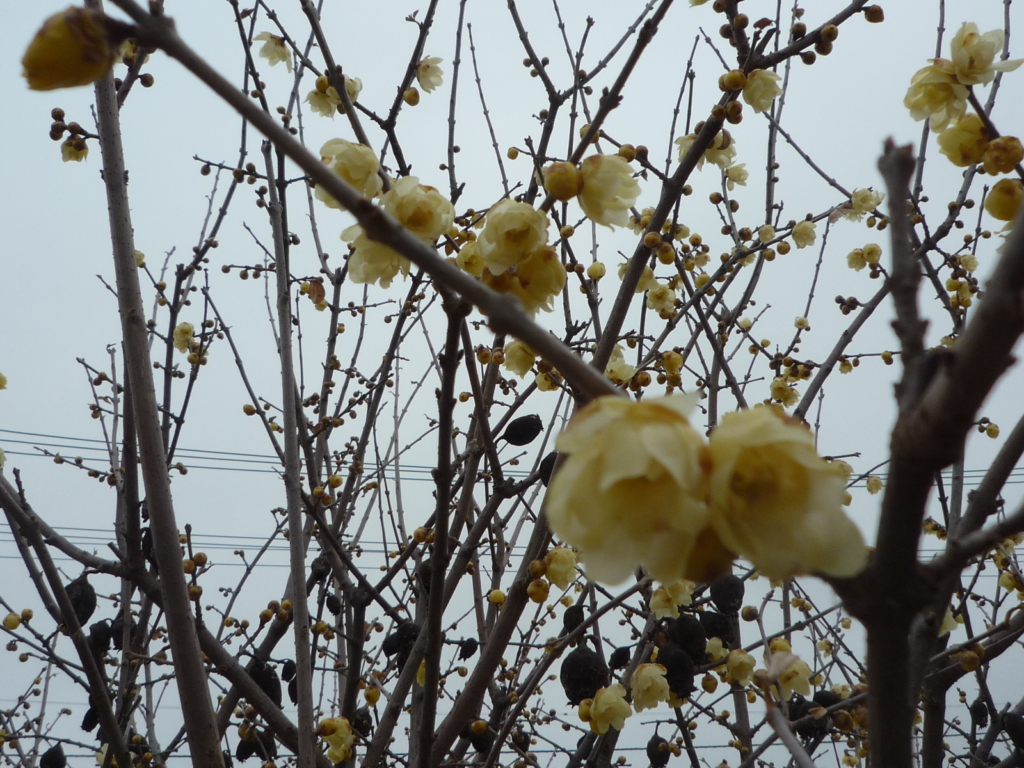 🌺🌺🌺　ロウバイが咲き始めました！　🌺🌺🌺