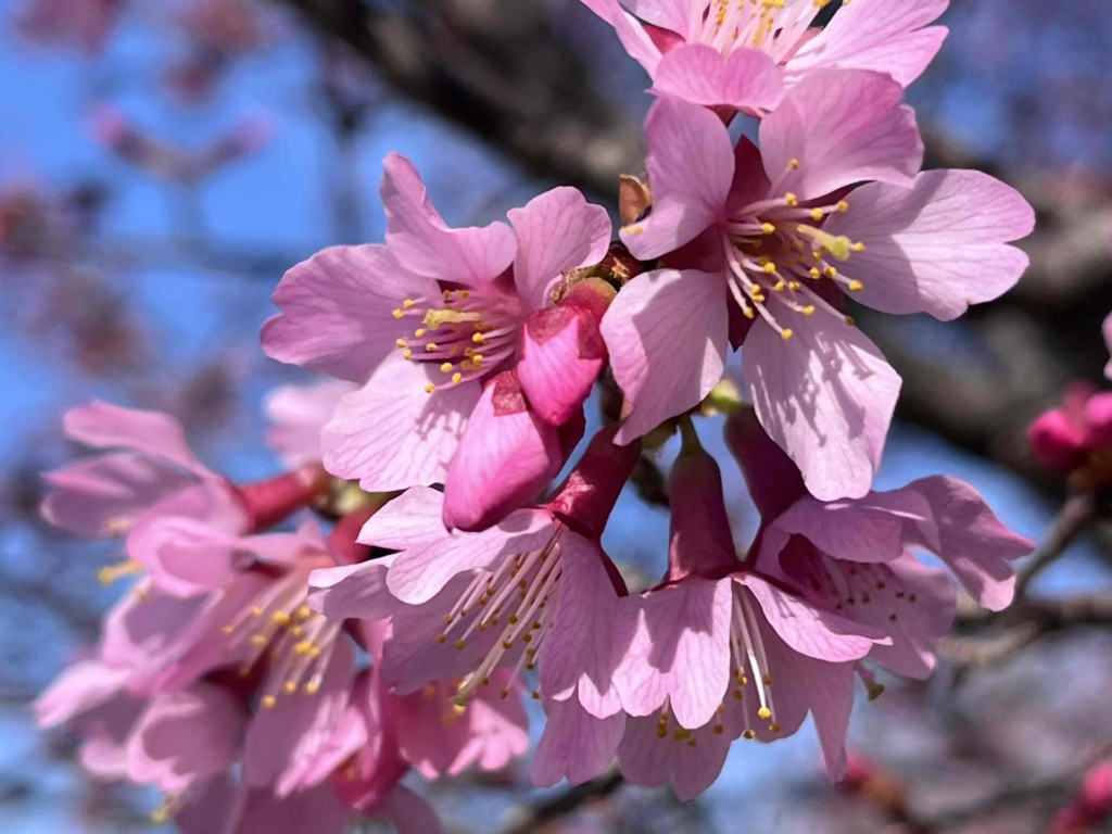 🌸🌸マメザクラを皮切りに、瀬谷本郷公園の桜前線が始まりました🌸🌸　　　　　　　　　　　　　　　　　　　　　　　　　　　　　