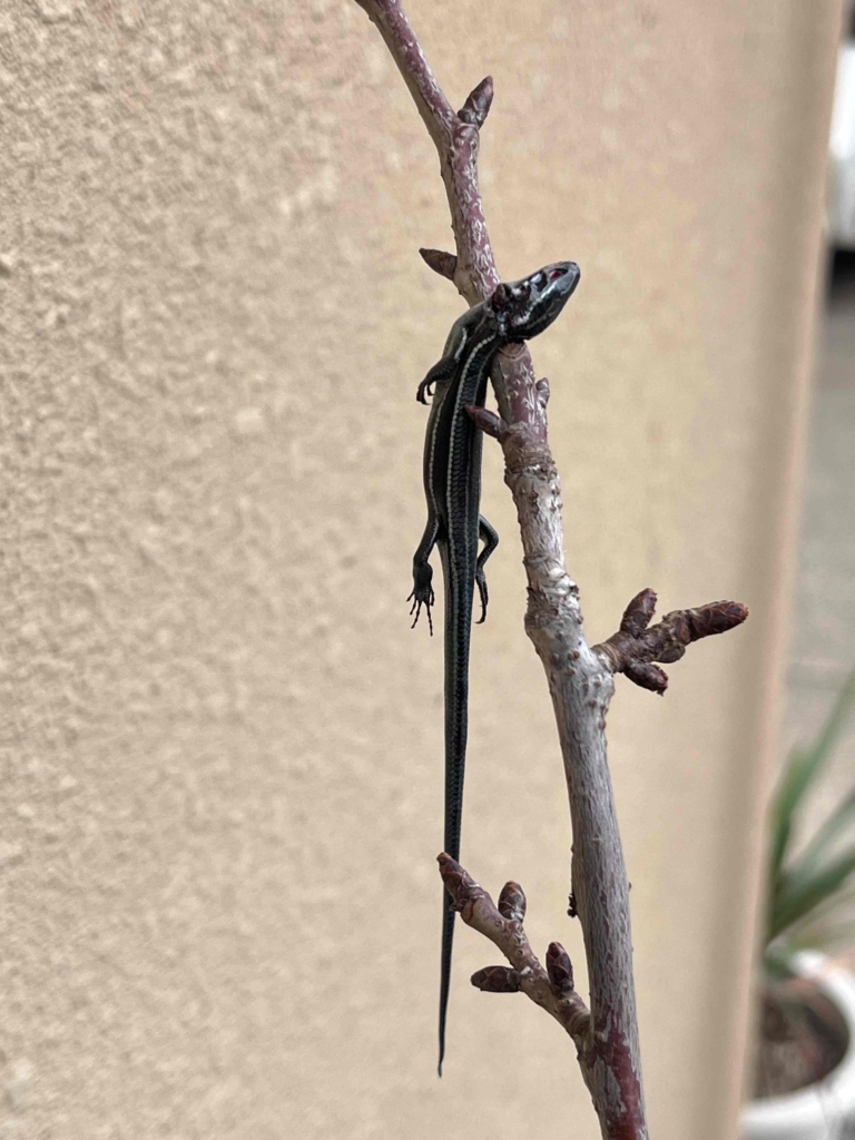 🐦彡　モズの早贄(はやにえ)が．．．．．彡🐦　　　　　　　　　　　　　　　　　　　　　　　　　　　　　