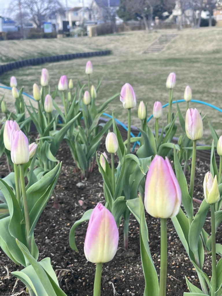🌷🌷今年度最後のアイスチューリップが満開です。見頃は今週末❕🌷🌷　　　　　　　　　　　　　　　　　　　　　　　　　　　　　