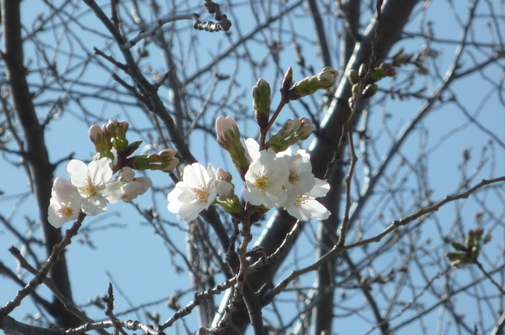 🌸ソメイヨシノの開花が六輪以上確認出来たので！開花宣言します！🌸🌸　　　　　　　　　　　　　　　　　　　　　　　　　　　　　