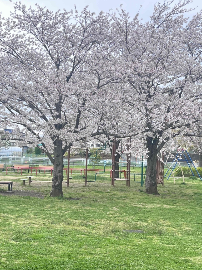 🌸🌸🌸　さくらが見頃です　🌸🌸🌸　　　　　　　　　　　　　　　　　　　　　　　　　　　　　