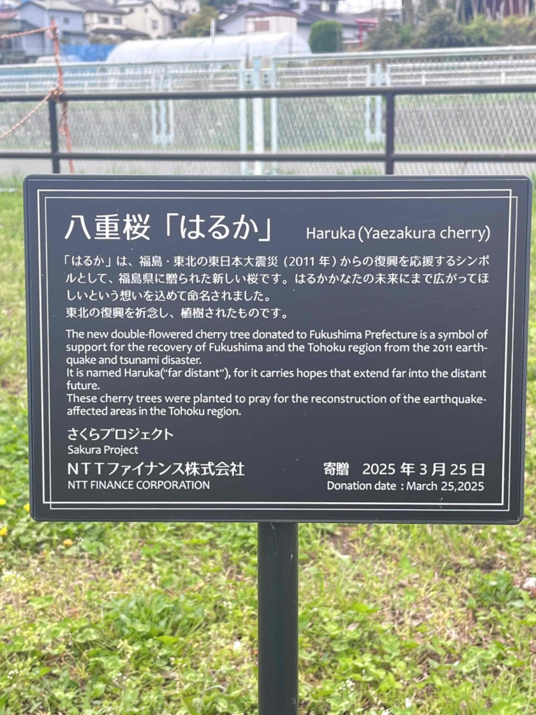 🌸🌸🌸　一年前の植樹「はるか」さくらが満開です　🌸🌸🌸　　　　　　　　　　　　　　　　　　　　　　　　　　　　　