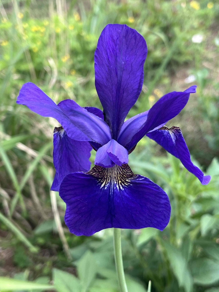 🌸ジャーマンアイリス(ドイツアヤメ)、シベリアンアイリス(コアヤメ)🌸　　　　　　　　　　　　　　　　　　　　　　　　　　　　　