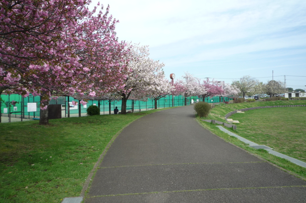 🌸🌸🌸　八重桜が見頃です(ギョイコウ、イチヨウ、カンザン)　🌸🌸🌸　　　　　　　　　　　　　　　　　　　　　　　　　　　　　