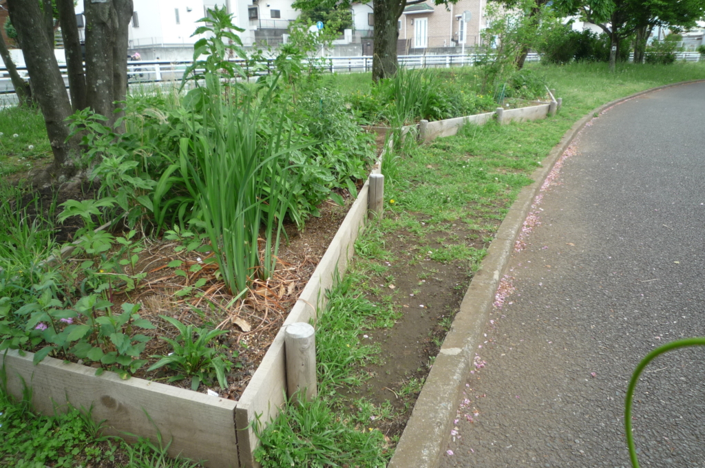 🌸🌸🌸　雑草群見えてしまう山野草花壇も、そろそろ・・・・　🌸🌸🌸　　　　　　　　　　　　　　　　　　　　　　　　　　　　　