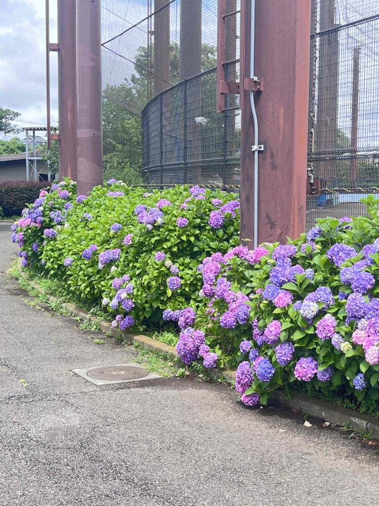 🌼彡　梅雨入後のアジサイが見頃です❣　🌼彡　　　　　　　　　　　　　　　　　　　　　　　　　　　　　
