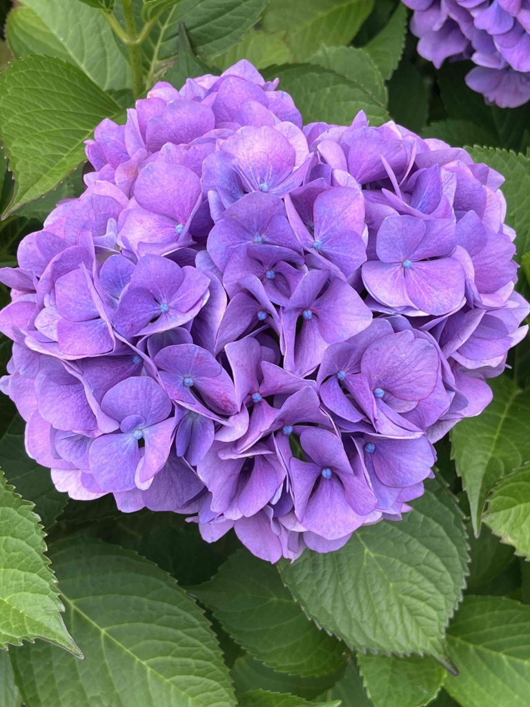 🌼彡　色々なアジサイが見頃です❣　🌼彡　　　　　　　　　　　　　　　　　　　　　　　　　　　　　