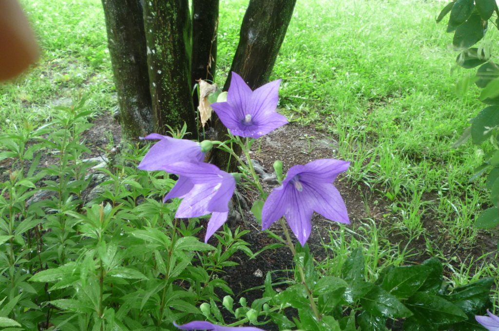 🌼彡　梅雨入り後の山野草花壇が見頃になってきました❣　🌼彡　　　　　　　　　　　　　　　　　　　　　　　　　　　　　