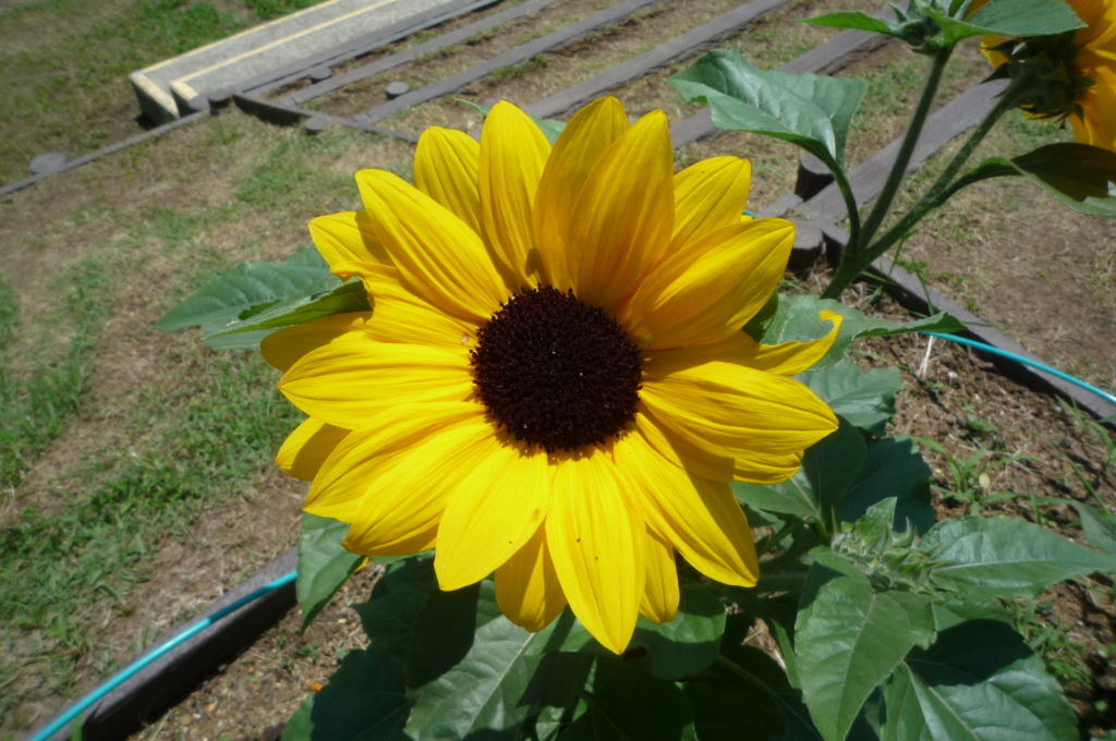 🌻🌻🌻　園路のひまわりが見頃になってきました　🌻🌻🌻　　　　　　　　　　　　　　　　　　　　　　　　　　　　　