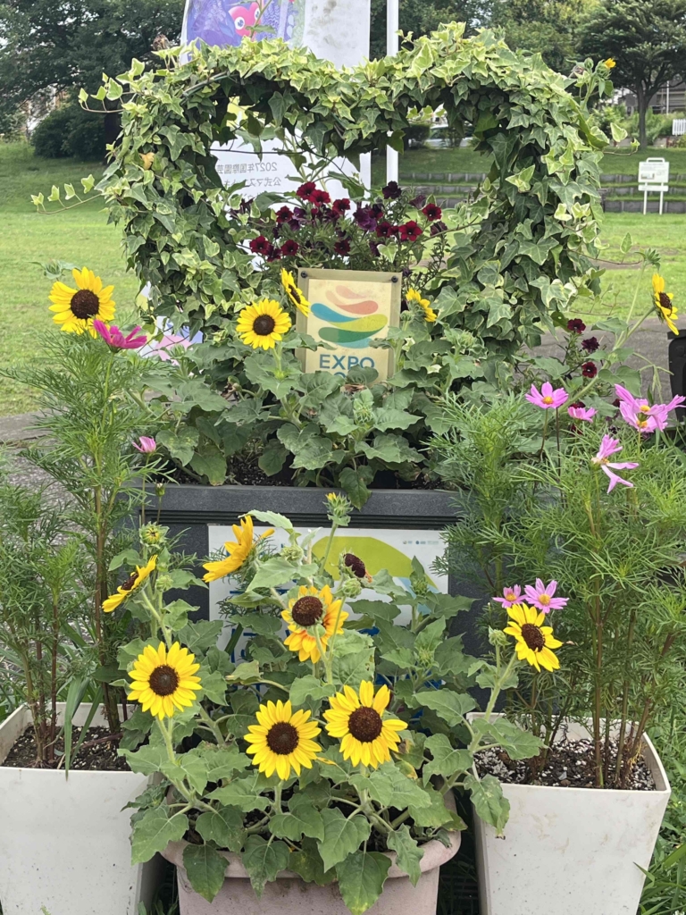 🌻🌻🌻　様々なひまわりたちが待っています❣　🌻🌻🌻　　　　　　　　　　　　　　　　　　　　　　　　　　　　　