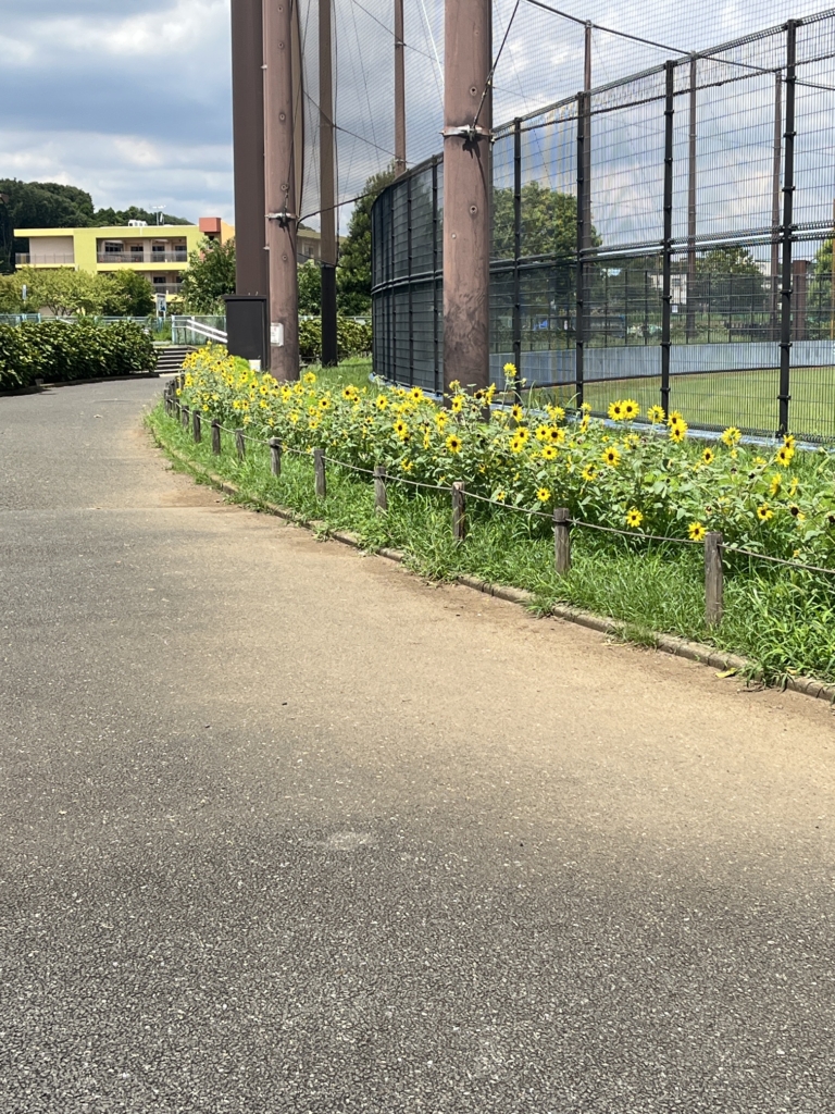 🌻アイスユリの植込みを行います。ひまわりは今週末が見納めです❣🌻　　　　　　　　　　　　　　　　　　　　　　　　　　　　　
