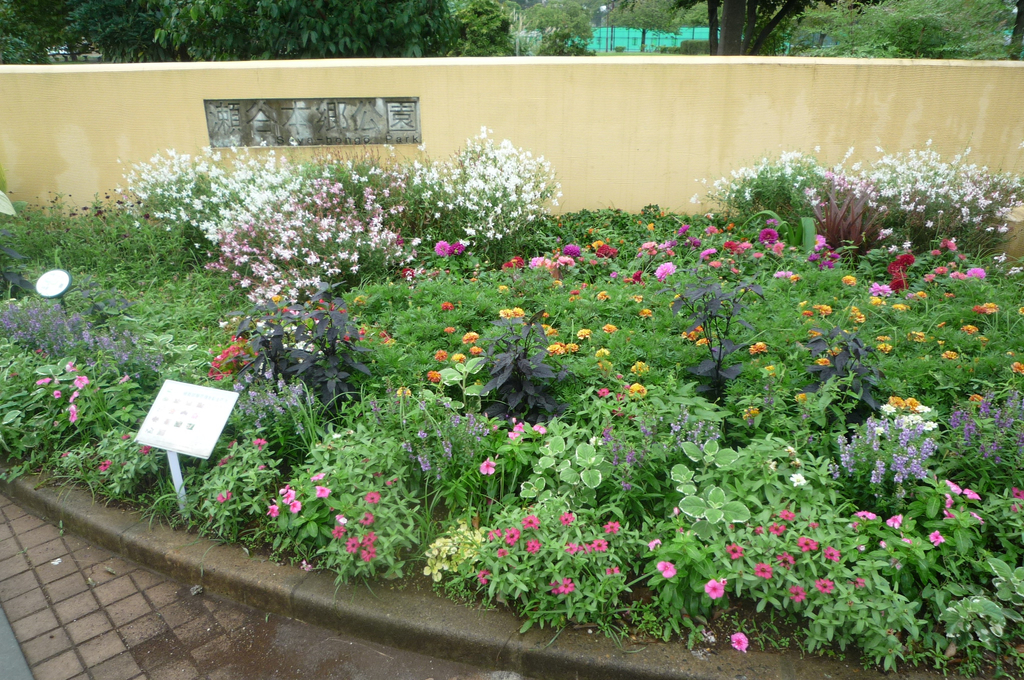 🌼🌼　駐車場口付近の花壇は花博試験植栽花壇です！　🌼🌼　　　　　　　　　　　　　　　　　　　　　　　　　　　　　